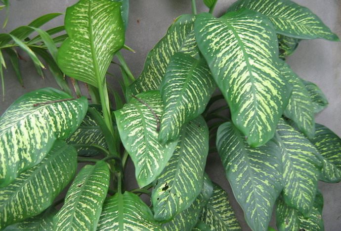 Диффенбахия Бауманна (Dieffenbachia bowmannii)
